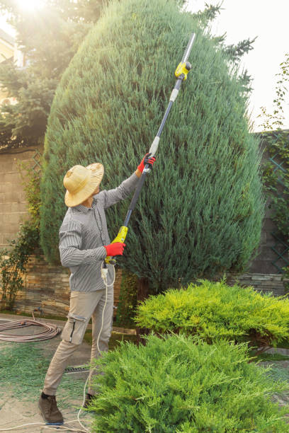 Best Tree Clearing Services  in Avondale, PA